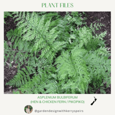 Asplenium bulbiferum (hen & chicken fern / pikopiko) 🏡 DIY Designs