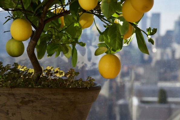 To add value to your property incorporate  edible plants such as vegetable garden. small herb garden and fruit trees especially lemon trees and lime trees.
