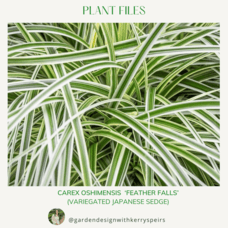 Carex oshimensis &lsquo;Feather Falls&rsquo;  (variegated Japanese sedge) 🏡 DIY Designs
