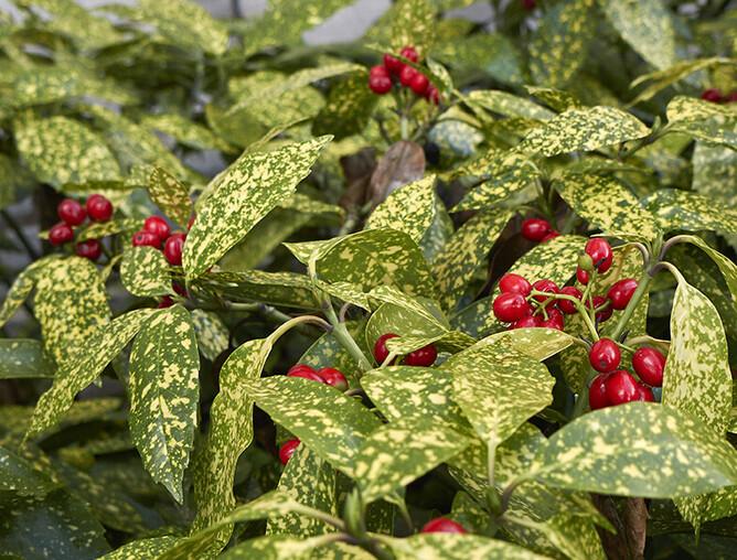 Aucuba japonica a low maintenance garden plant