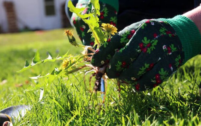 Get on top of your weeds