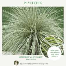 Lomandra 'White Sands' (Mat Rush) 🏡 DIY Designs