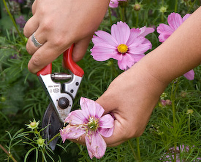 Dead heading flowers