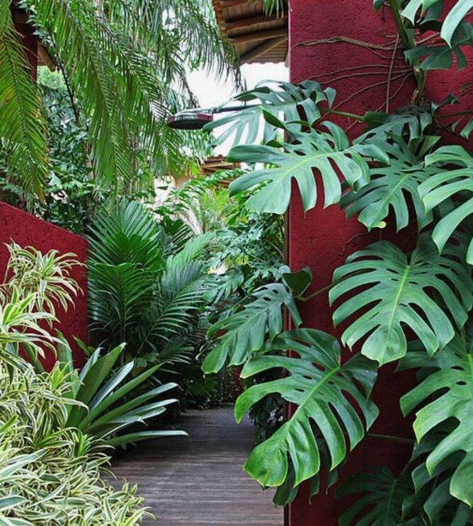 Lush and leafy subtropical plants contrast against red painted stucco walls to either side of a weathered tiber boardwalk.