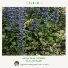 Ajuga reptans 'Jungle Beauty' (bugle flower) 🏡 DIY Designs