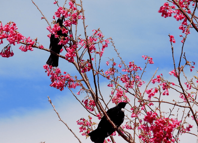 Two Tui birds feasting of the nectar rich blossoms of a Prunus campanulata tree