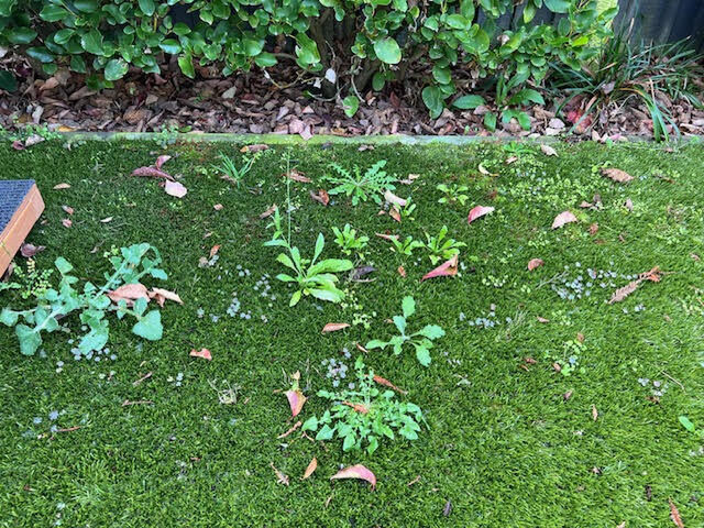 A Christchurch garden with weeds growing in the fake lawn