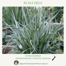 Astelia banksii (Coastal Astelia / Wharawhara) 🏡 DIY Designs