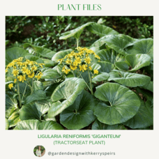 Ligularia reniformis &#039;Giganteum&#039; (tractorseat plant) 🏡 DIY Designs