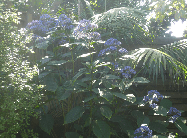 Detailed photos of plants