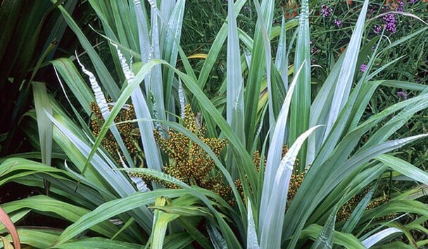Plants are living things and need specific growing conditions to reach their full potential. Understanding what your plant needs to thrive and providing it with the right growing conditions is key to successful gardening especially in dry windswept gardens where wind and drought tolerant New Zealand Natives such as Astelia (silver flax) area good choices for the novice gardener