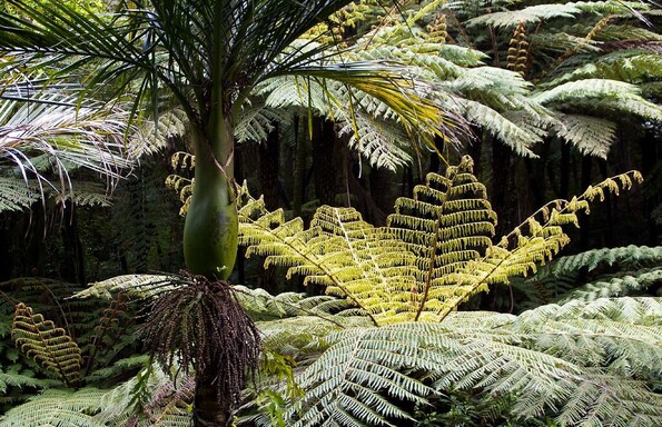 Gardens are always changing and evolving and create temporal change such as when Nikau and tree ferns change shape and form and garden designs need to allow for this.