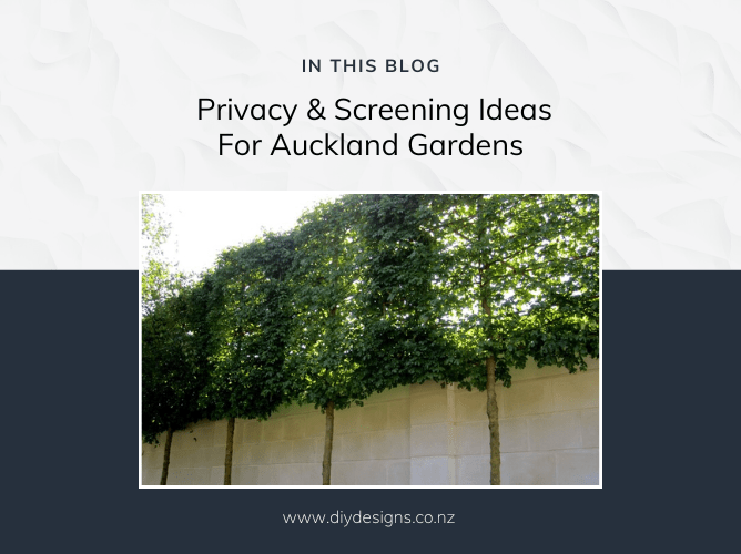 A pleached hedge providing boundary screening