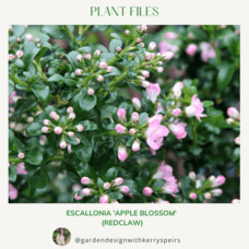 Escallonia 'Apple Blossom' (redclaw) 🏡 DIY Designs
