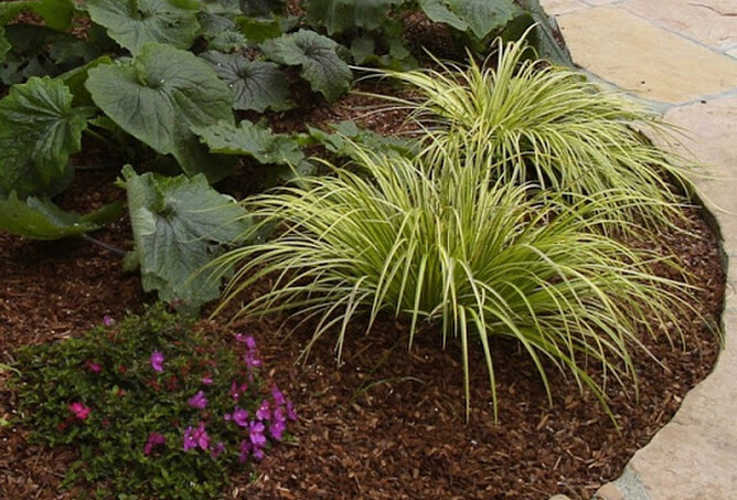 Mulch prevents the soil from drying out encouraging plants to put their roots down deeply