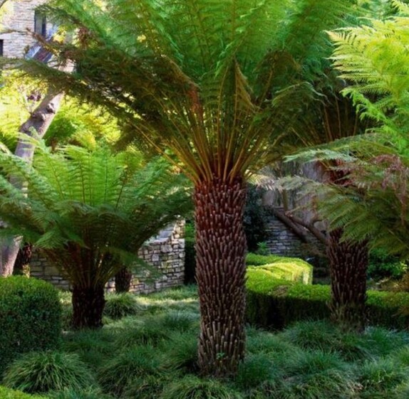 Low maintenance gardens and easy care plant schemes are commonly requested. Achieve this by planting in drifts or mono-cultures, allowing plenty of space in mixed plantings and by selecting species suitable for your climate.