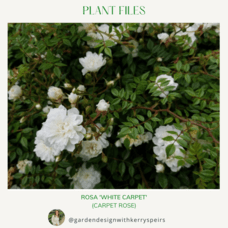 Rosa 'White Carpet' (Carpet Rose) 🏡 DIY Designs