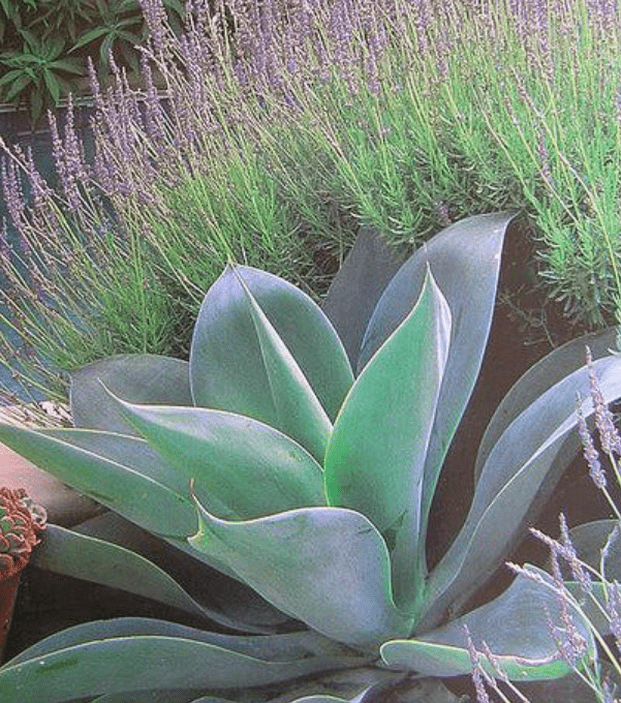 Agave attenuata (swans neck agave) - A dramatic and sculptural low maintenance plant
