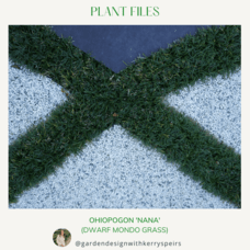 Ohiopogon 'Nana' (Dwarf Mondo Grass) 🏡 DIY Designs