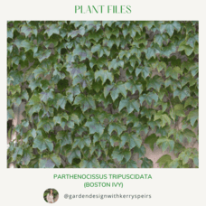 Parthenocissus tricuspidata (Boston Ivy) 🏡 DIY Designs