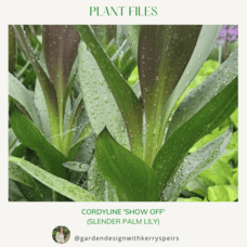 Cordyline 'Show Off' (slender palm lily) 🏡 DIY Designs