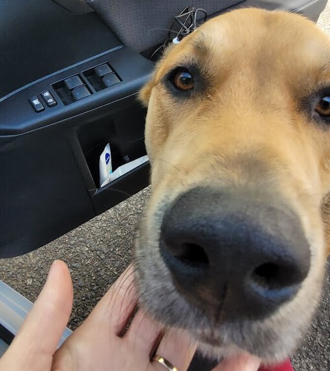 A light brown dog with big brown eyes looking at the camera