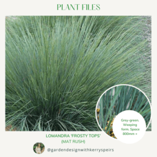 Lomandra 'Frosty Tops' (mat rush) 🏡 DIY Designs