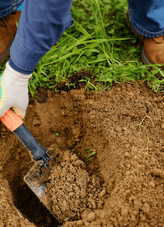 PLANTING TIPS - Learn how to plant like a professional, with a quick guide to DIY planting & helpful hedge plant spacing tips