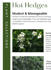 Hedge plants and written text on using hedges as garden privacy screens