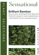 Bamboo plants and written text on using bamboo as garden privacy screens