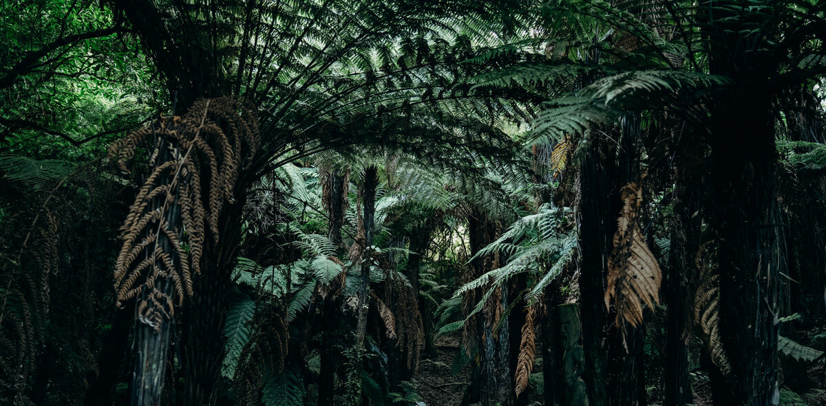 Hamilton pharmacy open for prescriptions every day to 11pm Anglesea Pharmacy