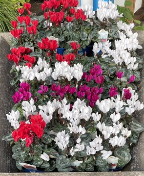 May Newsletter
