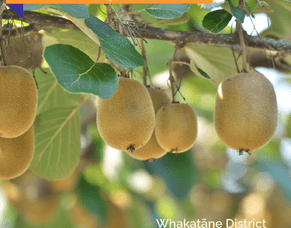 Kiwifruit Growers Fund launched for Whakatāne District
