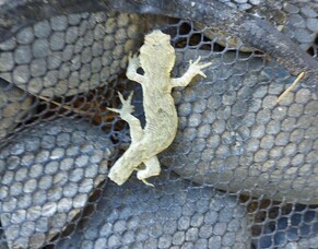 Our new EIA resident!!