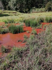 Contrasting Colours of a Wetland in Coromandel