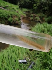 A good sign! Inanga and Redfin Bully