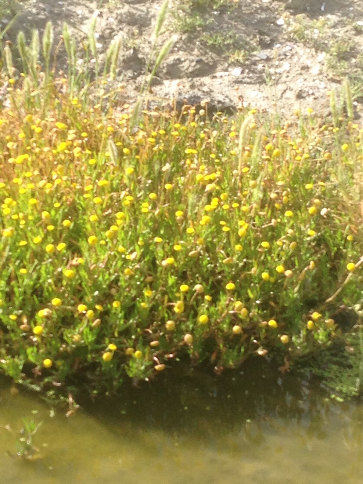 aquatic-vegetation-surveys-eia