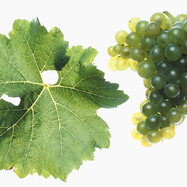 SÄMLING            SCHEUREBE