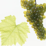 PINOT BLANC WEISSBURGUNDER