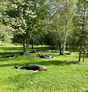 Shin rin yoku forest therapy and bathing at Arcus venue in Te Horo near Otaki