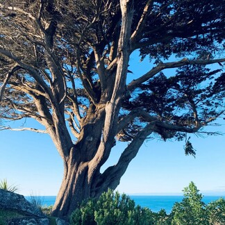 OT wanting work in NZ