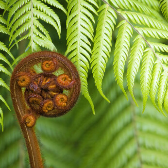 Fern Frond
