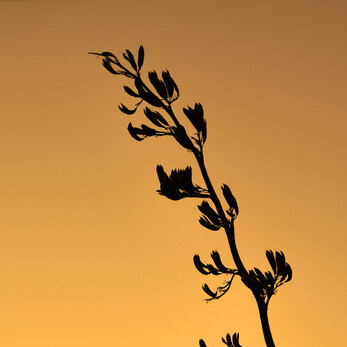 Flax Flowers