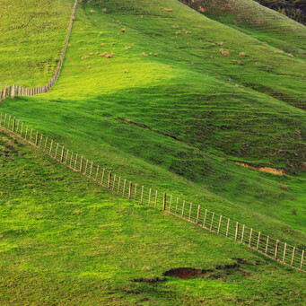 Green Fields