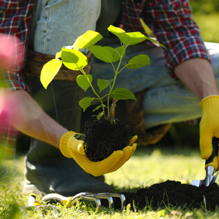 Tree planting