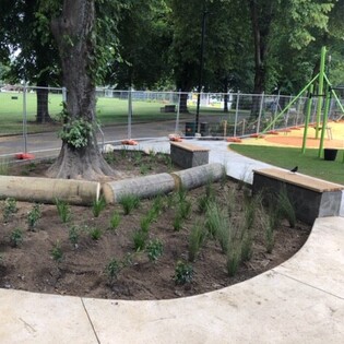 New plants growing