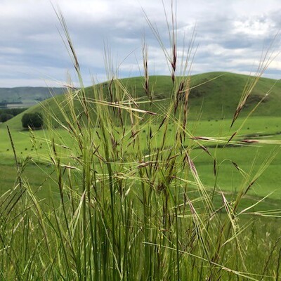 Needle Grass