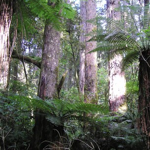 Ferns in a forest
