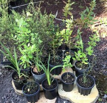 Native plants