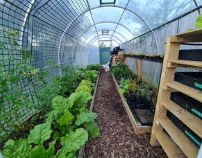 The Best Tomato Varieties Suited For Tunnel House Cultivation
